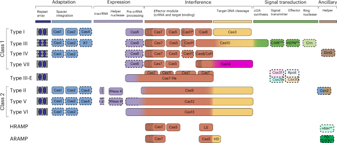 Fig. 1: Modular organization of CRISPR–Cas systems.