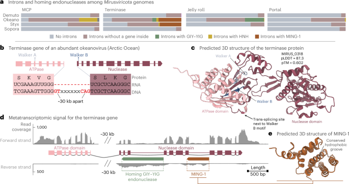 Fig. 2: Spliceosomal introns and intron-encoded homing endonucleases in mirusviruses.
