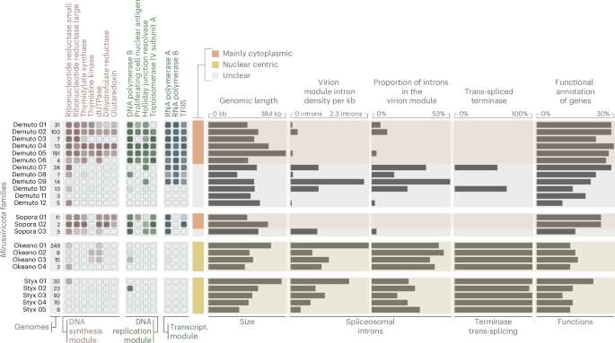Fig. 3: Niche partitioning of Mirusviricota between the cytoplasm and the nucleus.