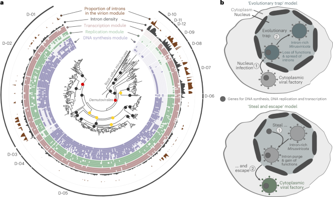 Fig. 4: ‘Evolutionary trap’ and ‘steal and escape’ models of evolution for Mirusviricota.