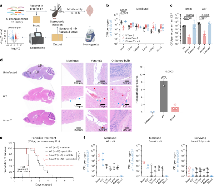 Fig. 3: Identification of essential genes contributing to S. zooepidemicus proliferation in the CSF.