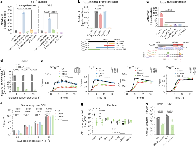 Fig. 5: The PTSman promoter confers a growth advantage to S. zooepidemicus in low glucose.
