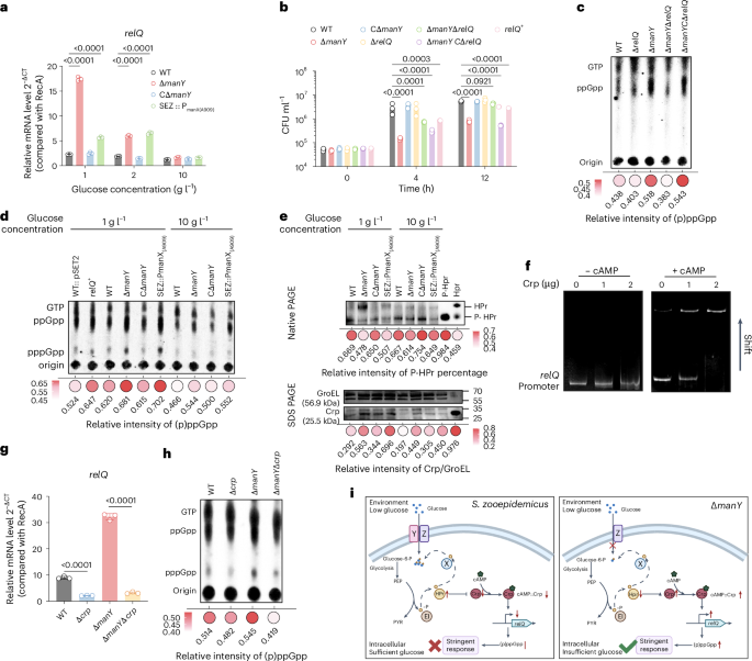 Fig. 6: PTSman-dependent bypass of the stringent response contributes to S. zooepidemicus proliferation in low-glucose concentrations.