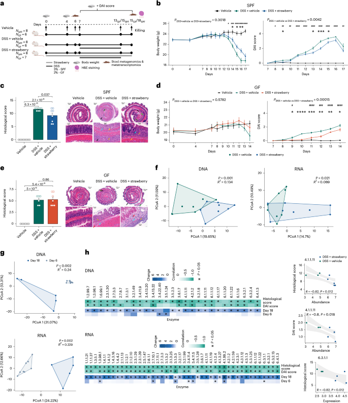 Fig. 5: Effect of strawberry in the mouse colitis model is associated with gut microbiota and its enzymes.