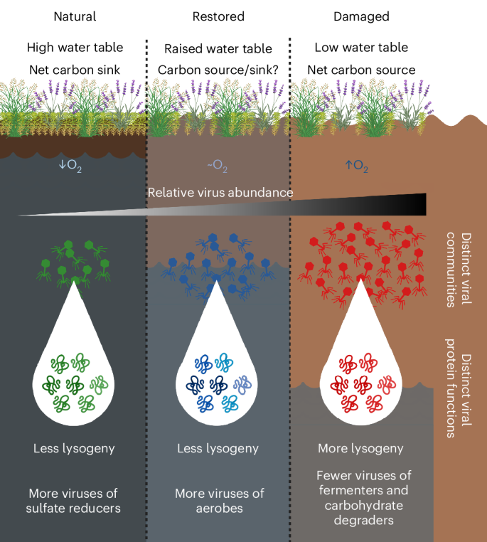 Fig. 6: Summary of dynamic viral communities across an ecosystem health gradient in peatland topsoils.