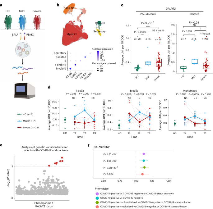 Fig. 1: GALNT2 deficiency associated with increased and prolonged SARS-CoV-2 infection.