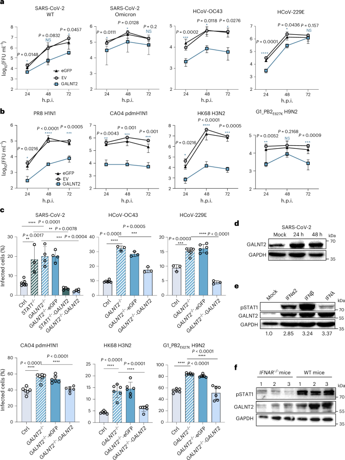 Fig. 2: GALNT2 is an ISG with broad antiviral activity.
