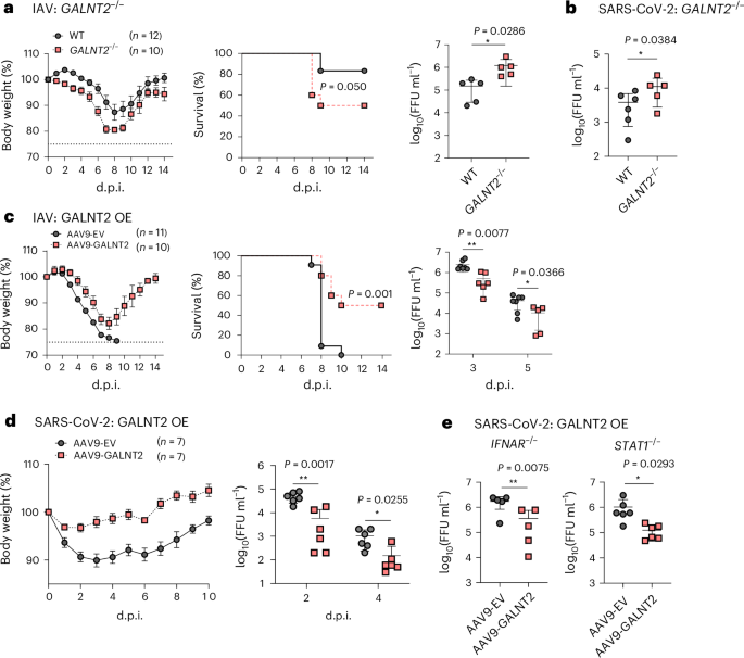 Fig. 3: GALNT2 protects mice from SARS-CoV-2 and IAV infection in vivo.