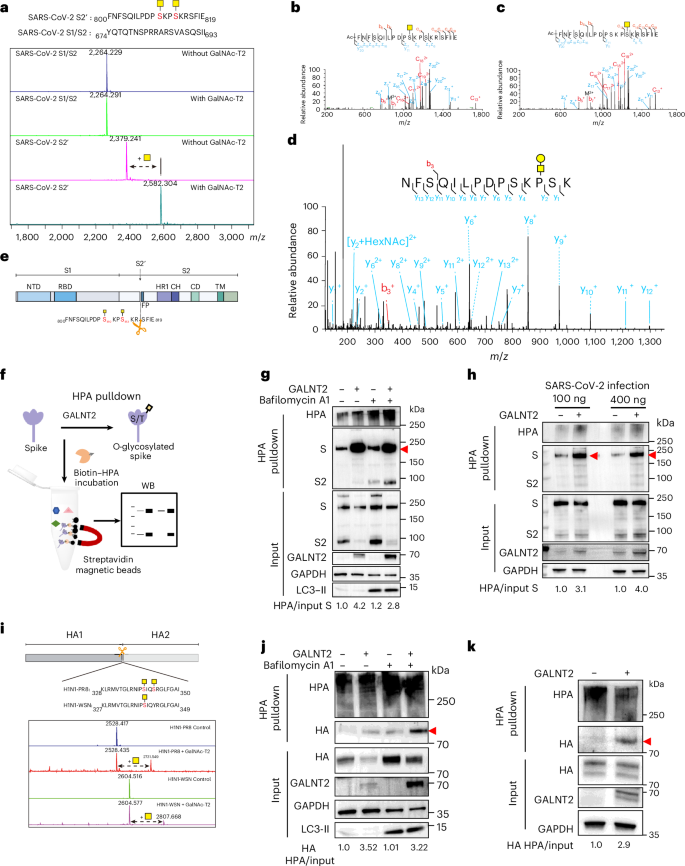Fig. 4: GALNT2 catalyses the O-linked glycosylation of SARS-CoV-2 spike and IAV HA.