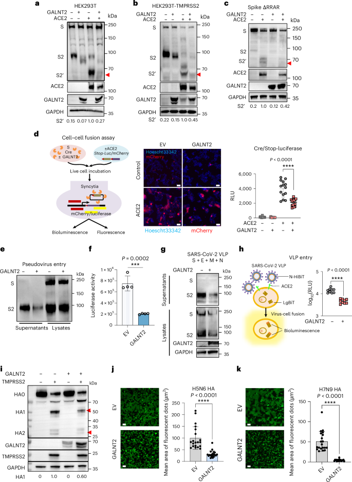 Fig. 5: GALNT2 inhibits proteolytic processing of viral glycoproteins and blocks virus–cell fusion.
