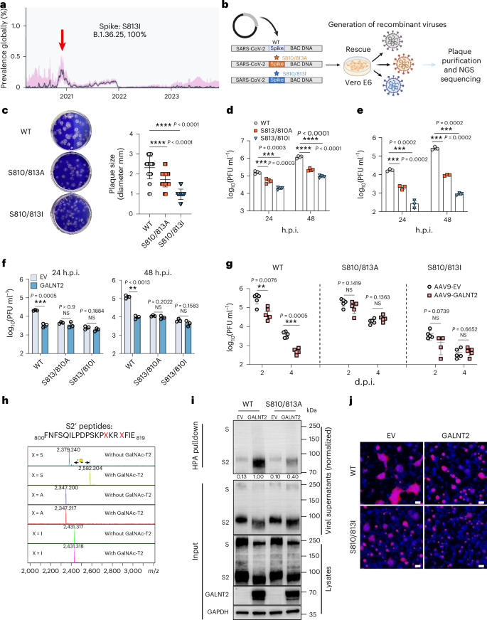 Fig. 6: The primary targets of GALNT2 against SARS-CoV-2 infection.
