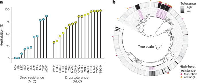 Fig. 4: Tolerance is driven by the genetic bacterial background.