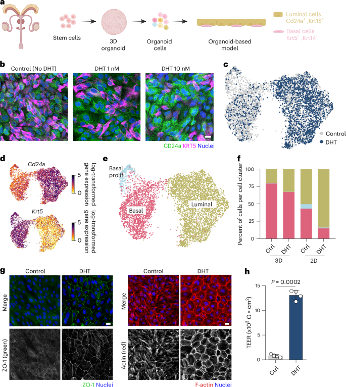 Fig. 1: An organoid-based model of the murine prostate reflects epithelial cell heterogeneity.