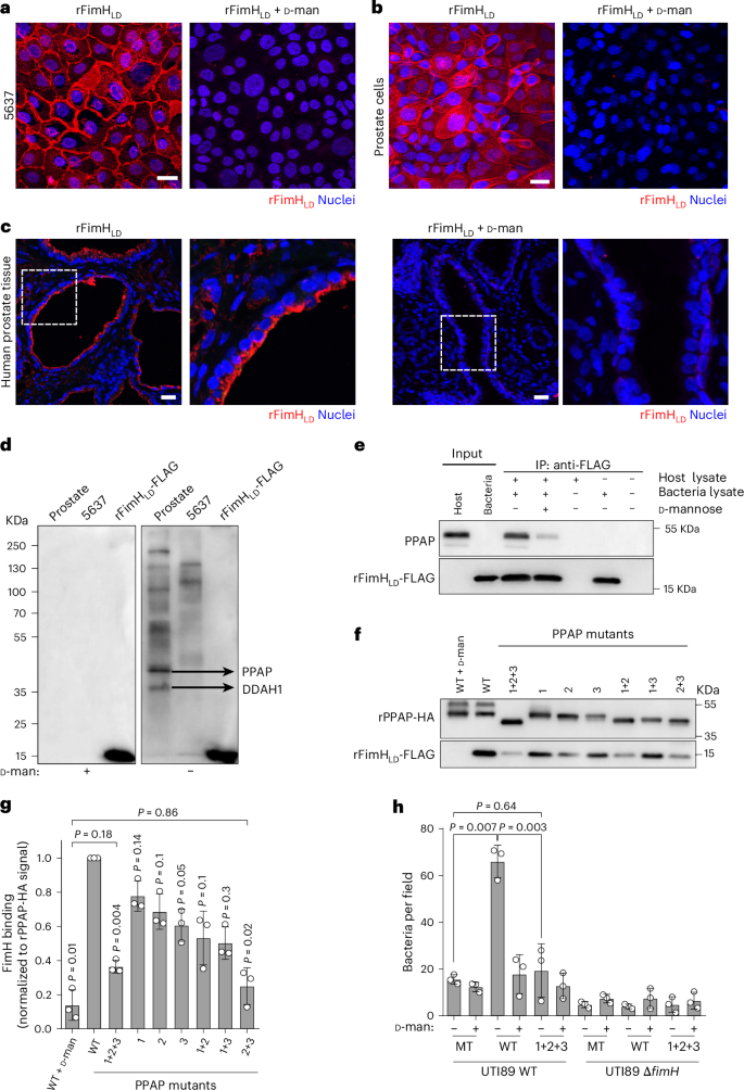 Fig. 4: FimH binds to the prostate-specific membrane protein PPAP.