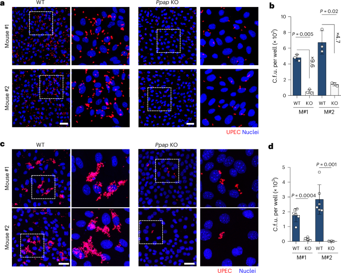 Fig. 5: PPAP is necessary for maximal UPEC invasion into prostate cells.