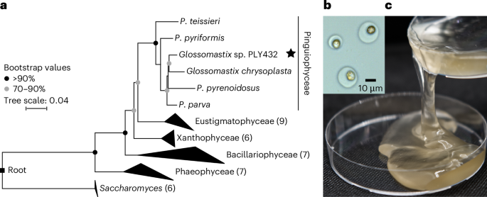 Fig. 1: The heterokont microalga Glossomastix sp. PLY432 secretes a fucose-rich mucus that accumulates.
