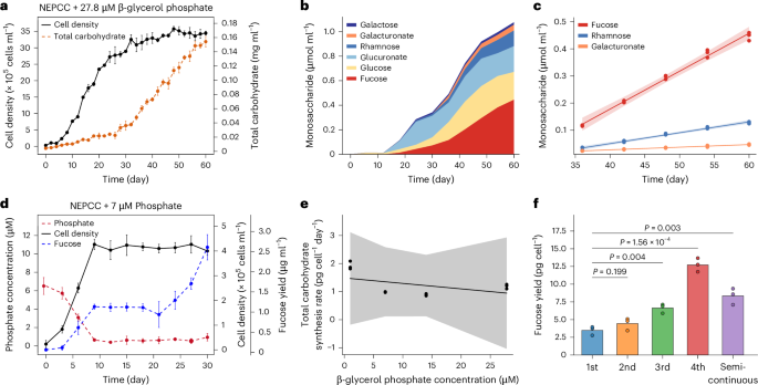 Fig. 2: Phosphate deprivation promotes synthesis of fucoidan by Glossomastix.