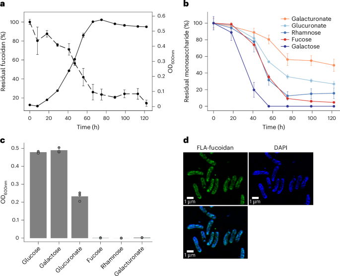 Fig. 4: Selfish mode of fucoidan digestion indicates that Verrucomicrobiaceae bacterium 227 (V_227) is adapted to nutrient limitation.
