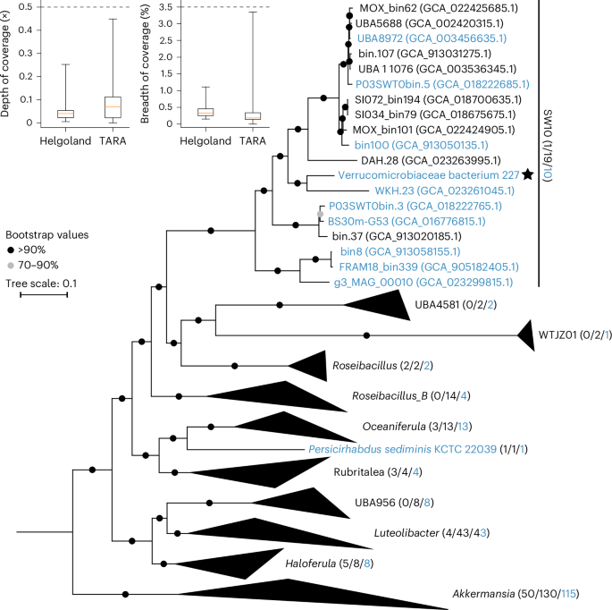 Fig. 5: High-affinity phosphate transporters common in glycan-utilizing Akkermansiaceae reveal that they adapt to environments with nM concentration of phosphate.