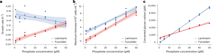 Fig. 6: Phosphate deprivation restricts bacterial digestion of fucoidan.