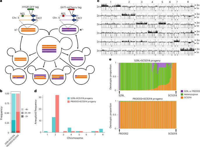 Fig. 1: Parasex in C. albicans generates genetically diverse progeny.