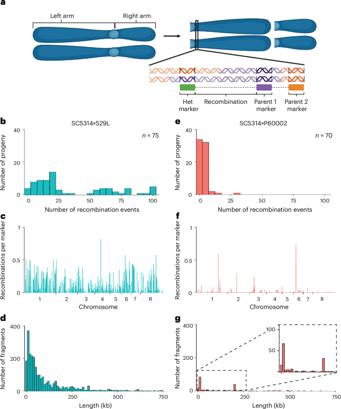 Fig. 2: Recombination dynamics differ between parasexual matings by ddRAD-seq.
