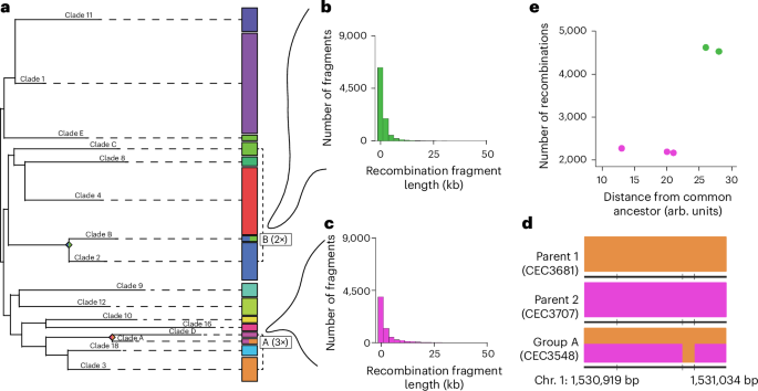 Fig. 4: A subset of clinical isolates underwent extensive recombination between lineages.