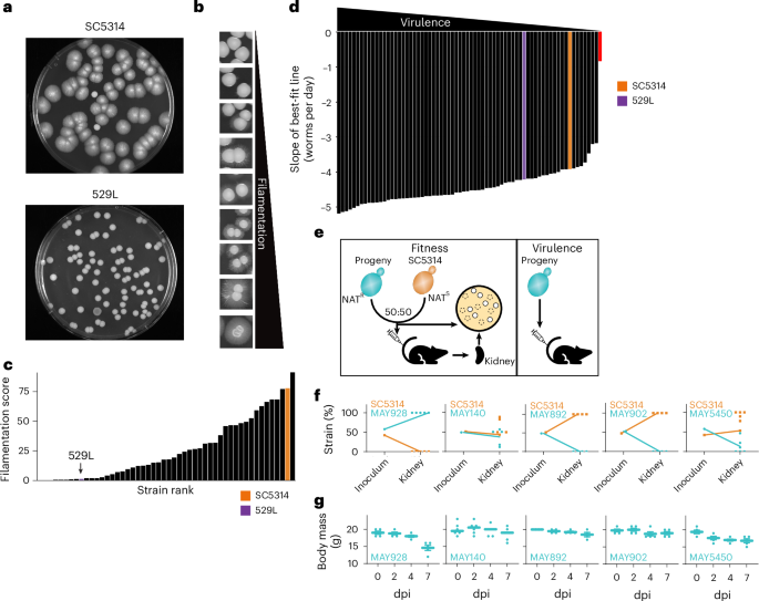 Fig. 5: Phenotypic diversity of parasexual progeny exceeds that of the parental strains.