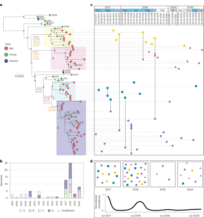 Fig. 1: HeV-g1 phylogeny and clades circulating in Australia between 1994 and 2023.