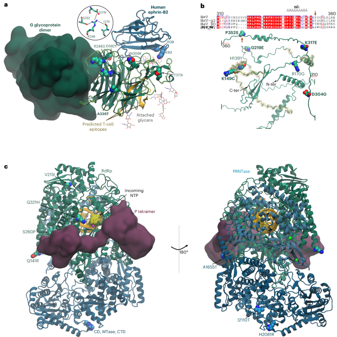 Fig. 4: Potential functional effects of amino acid substitutions in HeV proteins G, P/V/W and L.