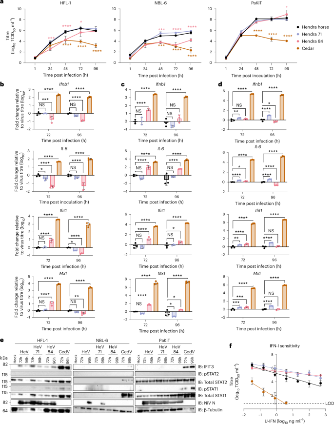 Fig. 5: Phenotypic differences of Hendra virus in human and horse cells.