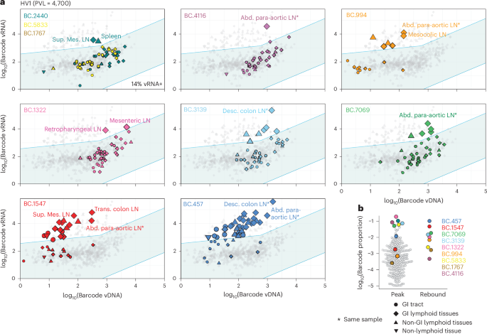 Fig. 5: Off-ART high-viraemic macaque shows evidence of off-ART local and distal replication and spread.