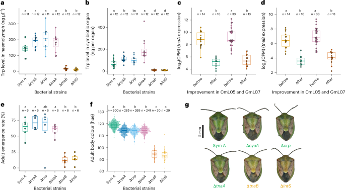 Fig. 1: Improved phenotypes of P. stali infected with the tryptophanase-disrupted ΔtnaA mutant of E. coli.
