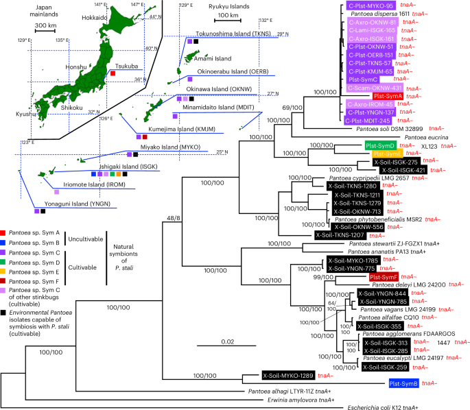 Fig. 3: Molecular phylogenetic relationship of natural and potential mutualistic symbionts of P. stali and other stinkbugs.