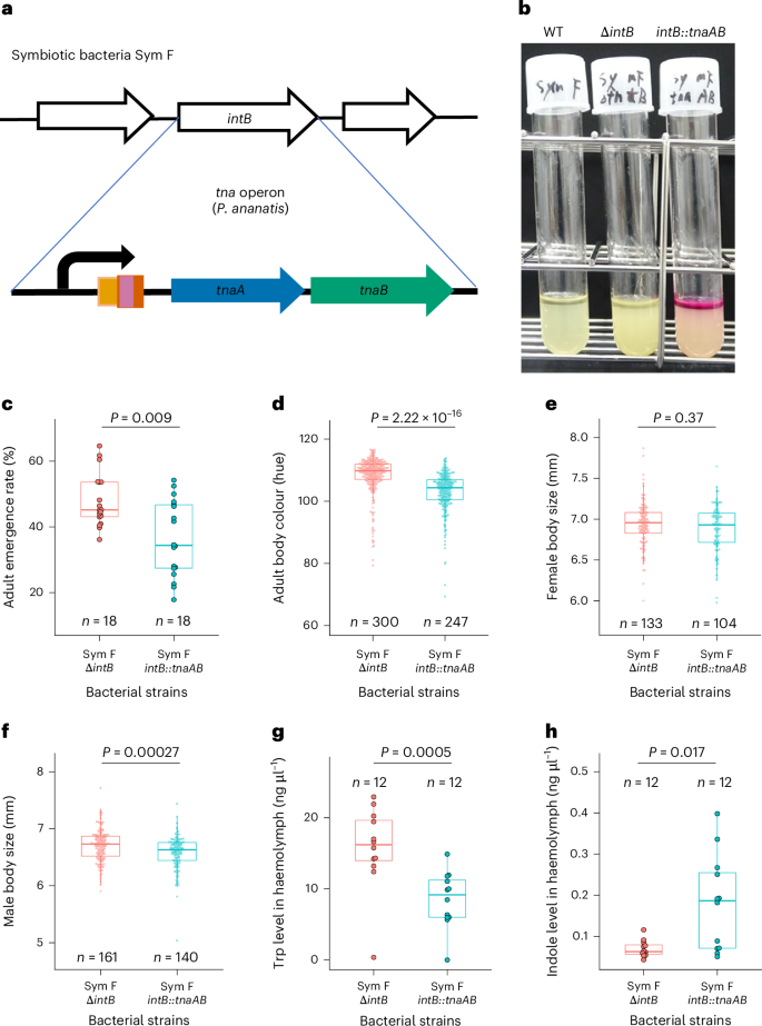 Fig. 5: Transformation of natural symbiont Sym F with the functional tna operon and effects on its capability for symbiosis with P. stali.