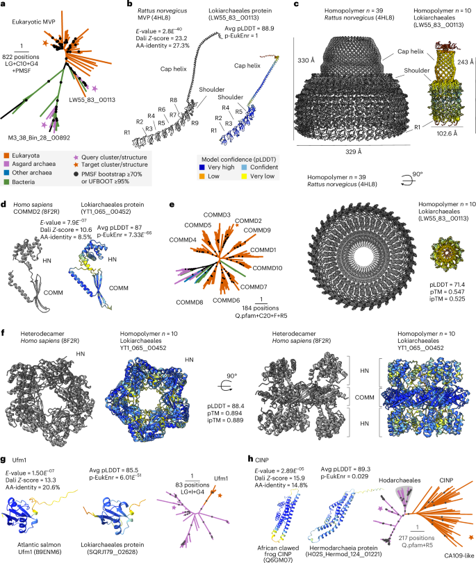 Fig. 4: Asgard archaeal protein complexes implicating cellular compartmentalization.