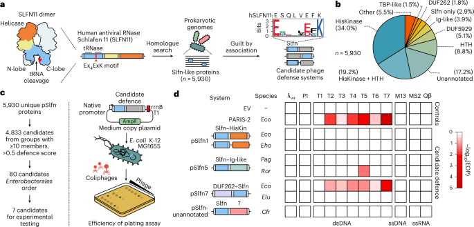 Fig. 1: Schlafen proteins mediate phage defence.