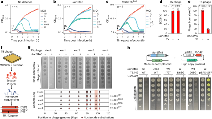 Fig. 2: Phage tail assembly chaperone triggers pSlfn5-mediated phage defence.