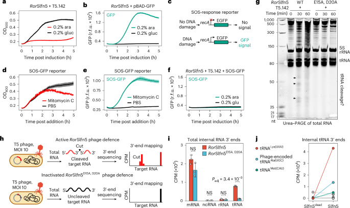 Fig. 4: RorSlfn5 cleaves tRNA upon phage infection.