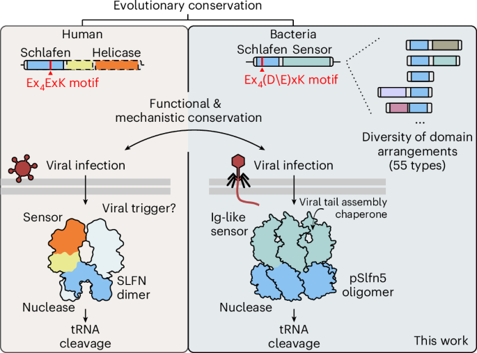 Fig. 6: Schlafen proteins bridge innate immunity across domains of life.
