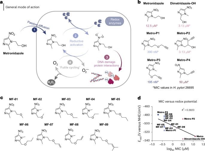Fig. 1: Synthesis and biological evaluation of ABPP probes and 5-nitroimidazole derivatives.