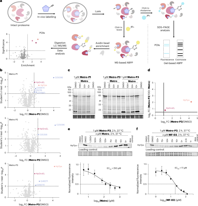 Fig. 2: Target identification studies of Metro in H. pylori.