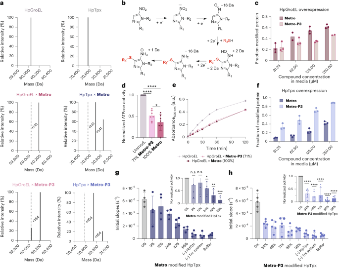 Fig. 3: Target validation studies of HpTpx and HpGroEL.