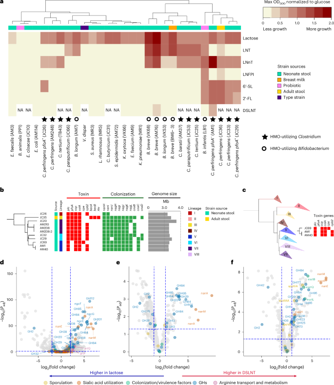 Fig. 1: Clostridium spp. and Bifidobacterium spp. have the capacity to metabolize HMOs.