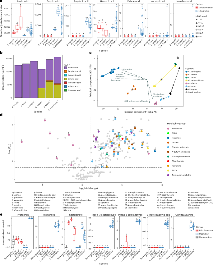 Fig. 2: Clostridium spp. produced wider varieties and higher quantities of beneficial metabolites compared with Bifidobacterium spp.