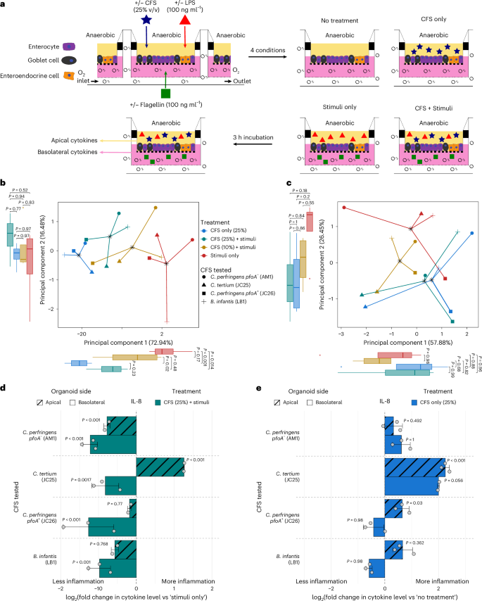 Fig. 4: Clostridium spp. and Bifidobacterium spp. CFSs dampened inflammation in a preterm intestinal-derived organoid co-culture model.