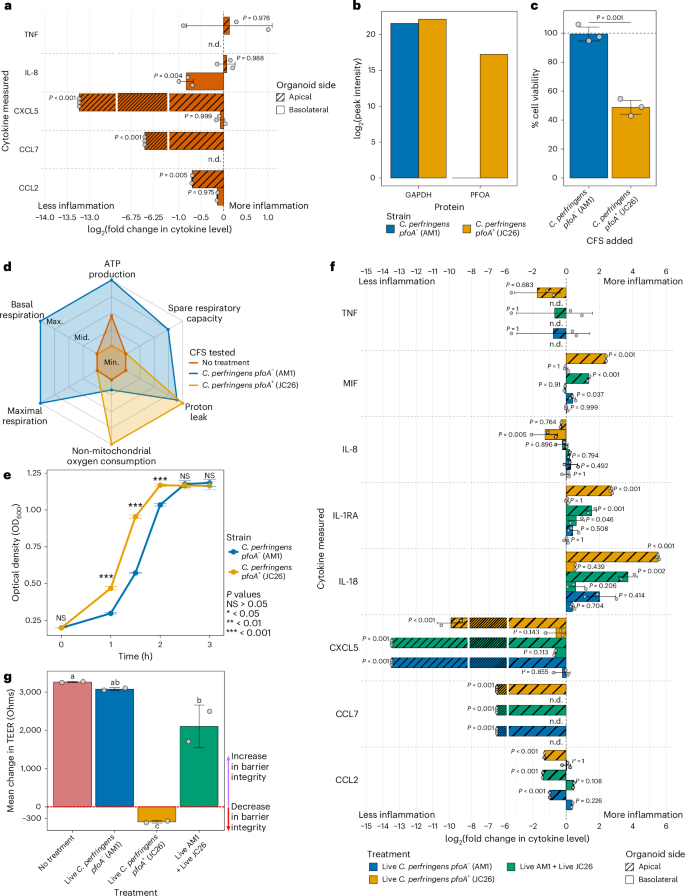 Fig. 5: Clostridium perfringens showed strain-specific impacts on PIO monolayers during live co-culture depending on pfoA carriage.