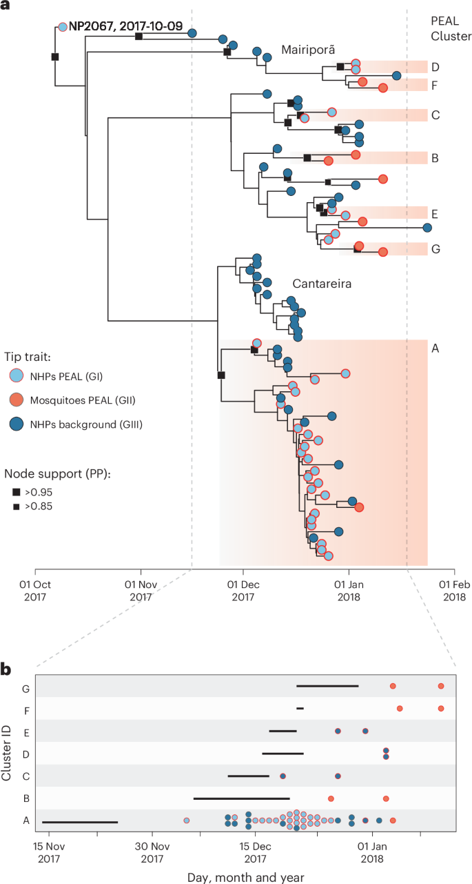 Fig. 3: Temporal dynamics of YFV cluster introductions in PEAL State Park.
