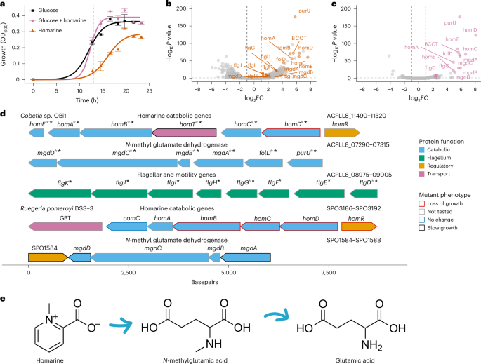 Fig. 1: A conserved gene operon for homarine catabolism in marine bacteria.