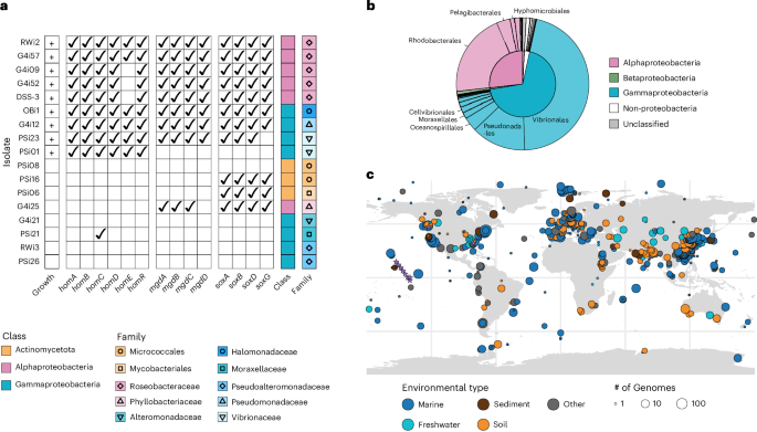 Fig. 3: Conservation of the hom operon in isolates and publicly available genomes.